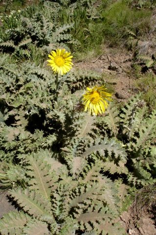 Berkheya macrocephala